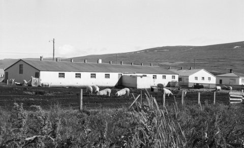 Grísaból við Mýrarveg á Akureyri
Ljósm. Gunnlaugur P. Kristinsson. Minjasafnið á Akureyri