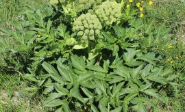 Hvönnin er þekkt nytjajurt.   Ljósmynd: Aðalbjörg Sigmarsdóttir